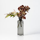 Seppe Carafe