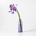 Seppe Carafe