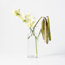 Seppe Carafe